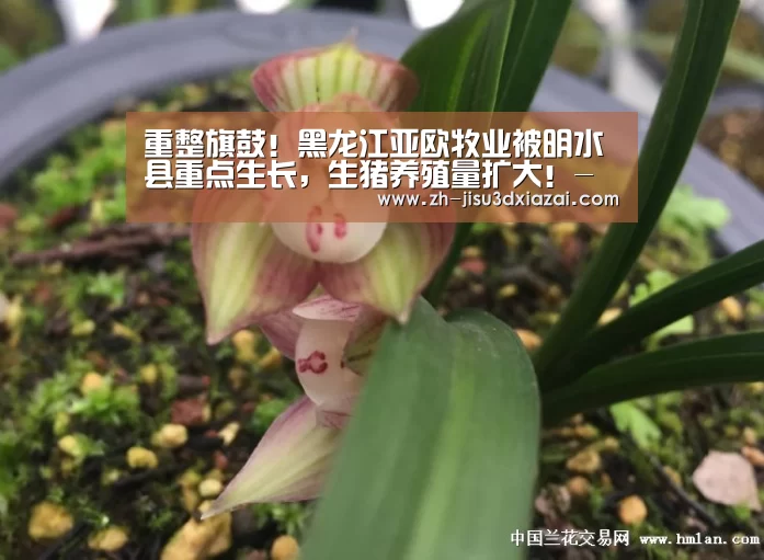 重整旗鼓!黑龙江亚欧牧业被明水县重点生长,生猪养殖量扩大!-极速3d下载(图4) 极速3d下载